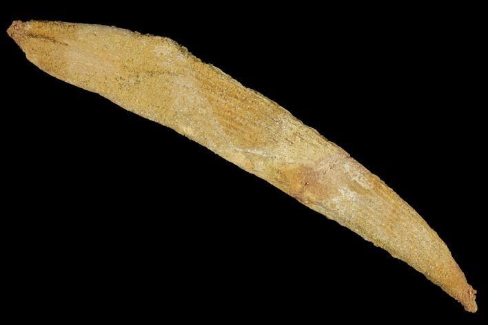 Fossil Shark (Hybodus) Dorsal Spine - Morocco #106539